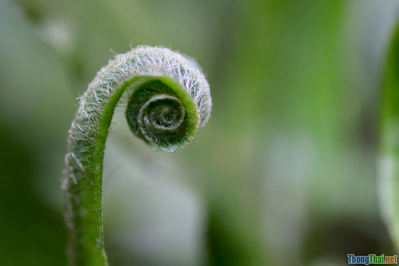 tongue position, pronunciation tips