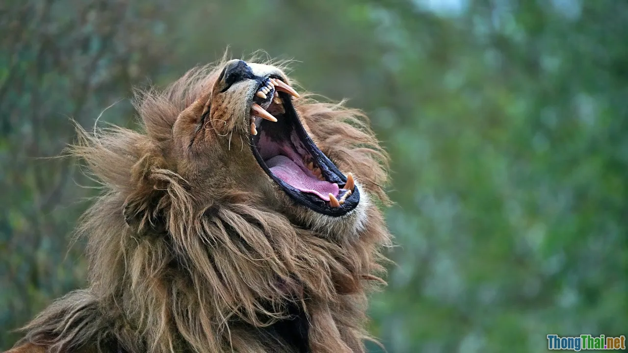 tongue teeth, English th sound, pronunciation mistake