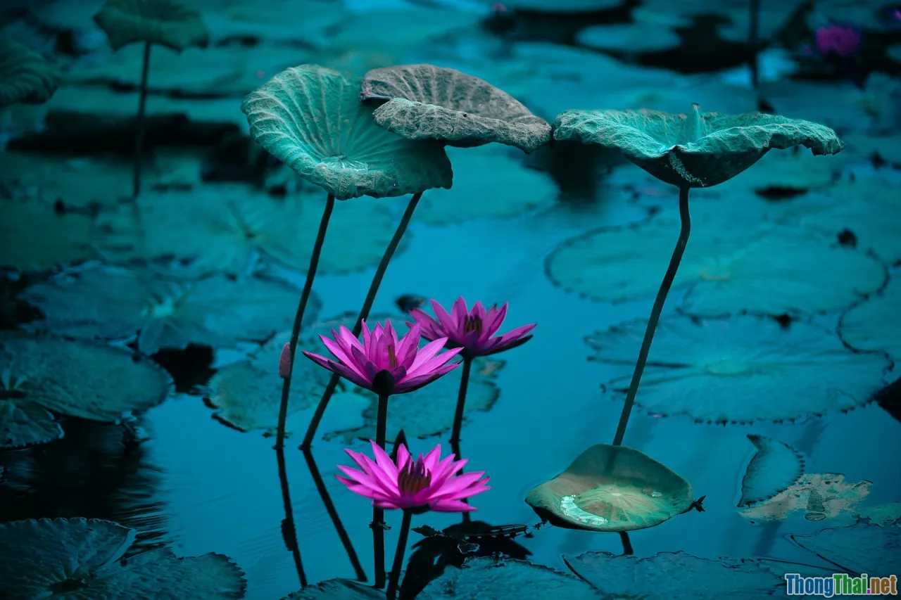 tropical garden, lotus pond, open-air lobby, natural materials