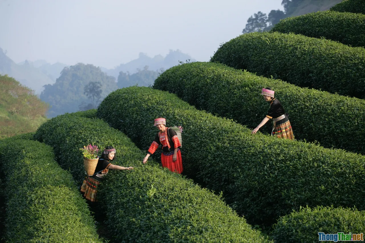 vietnam tour company, trusted guide, customer review, booking trekking trips