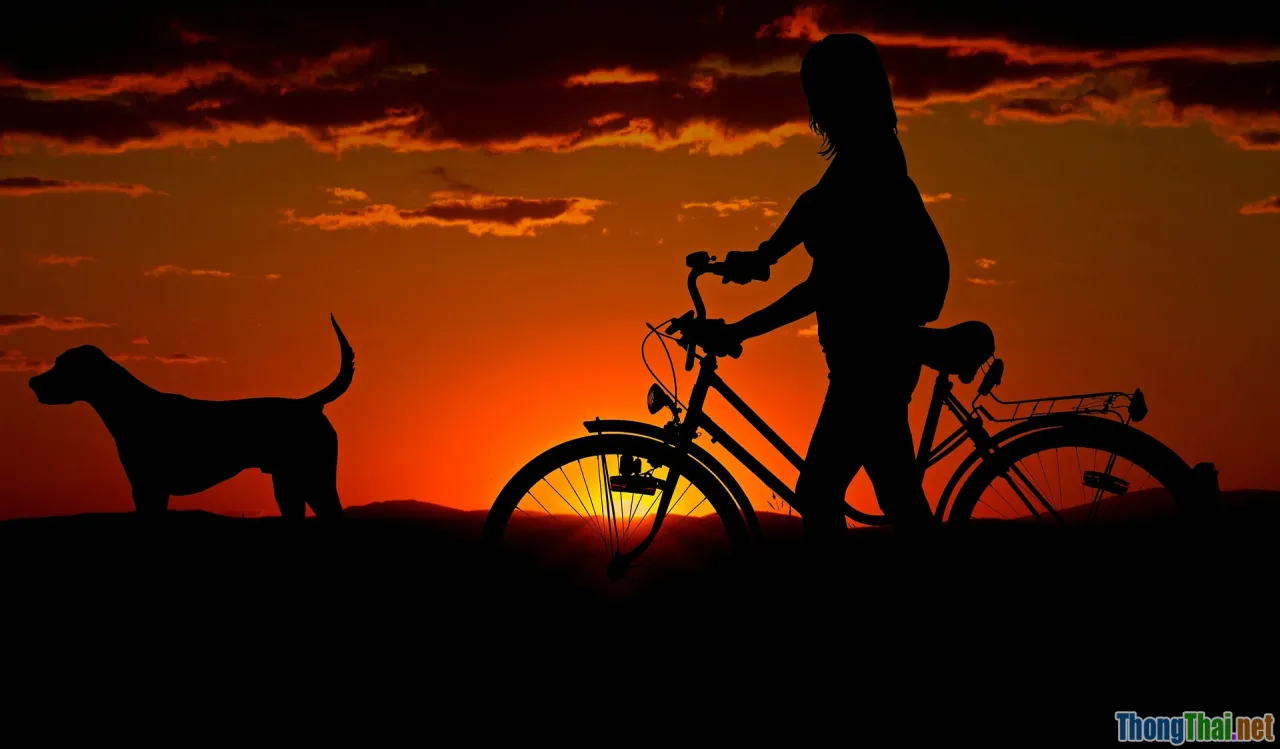 walking dog owner, cat play bonding, pet companionship