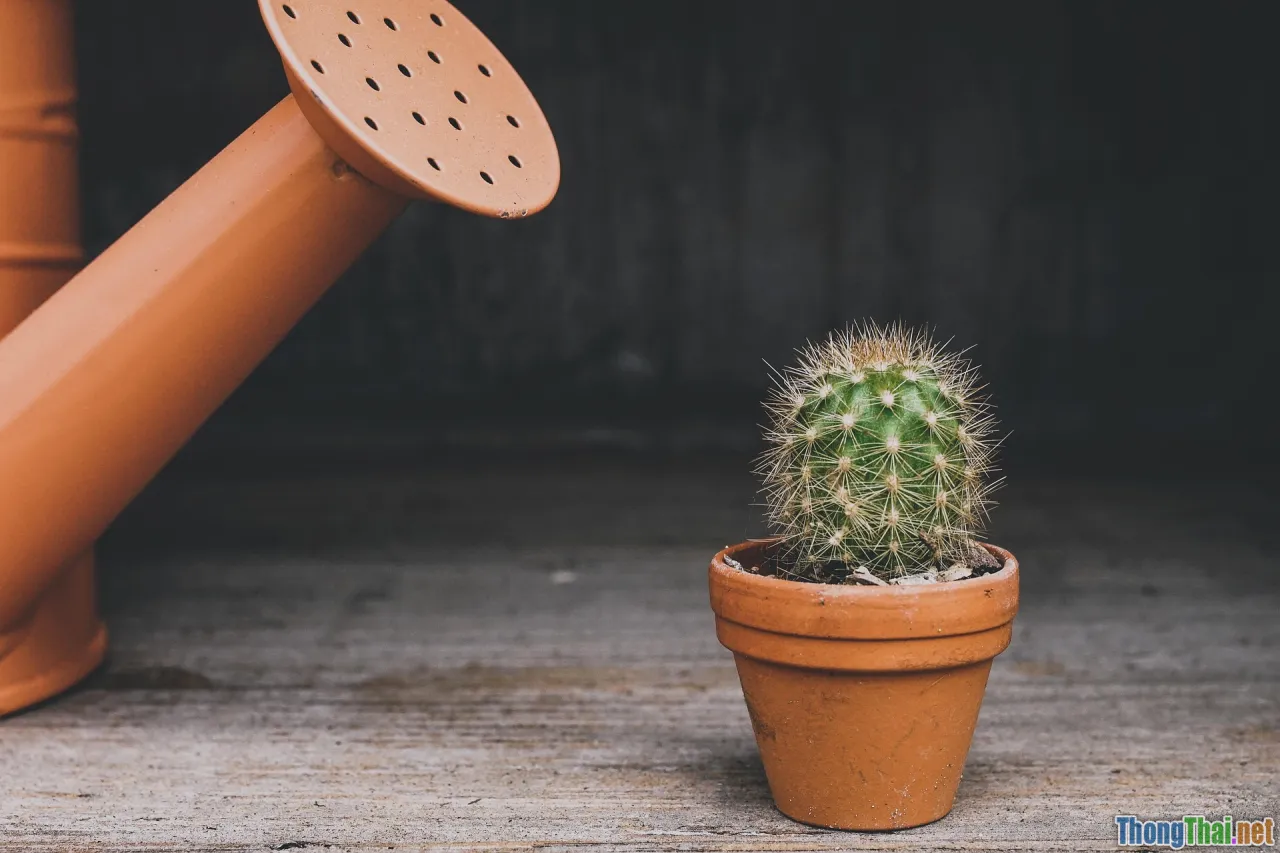 watering cactus, spray bottle, desert rain