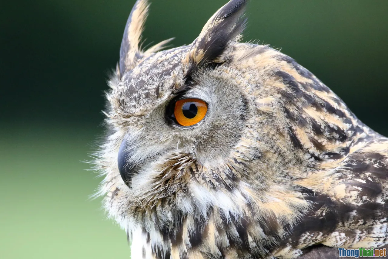 wildlife battle, predator vs prey