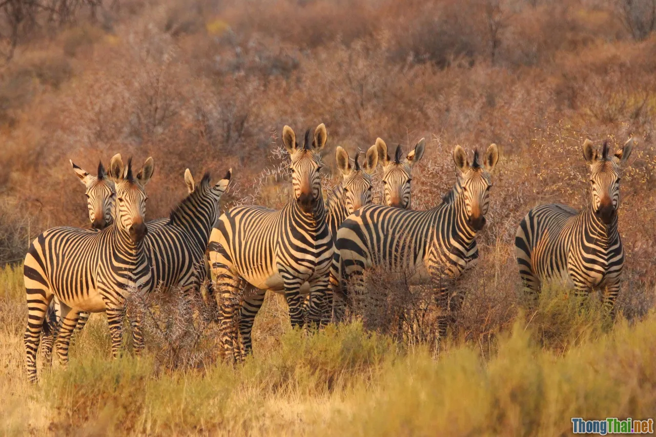 Review chân thực phim Cuộc sống hoang dã Nam Phi