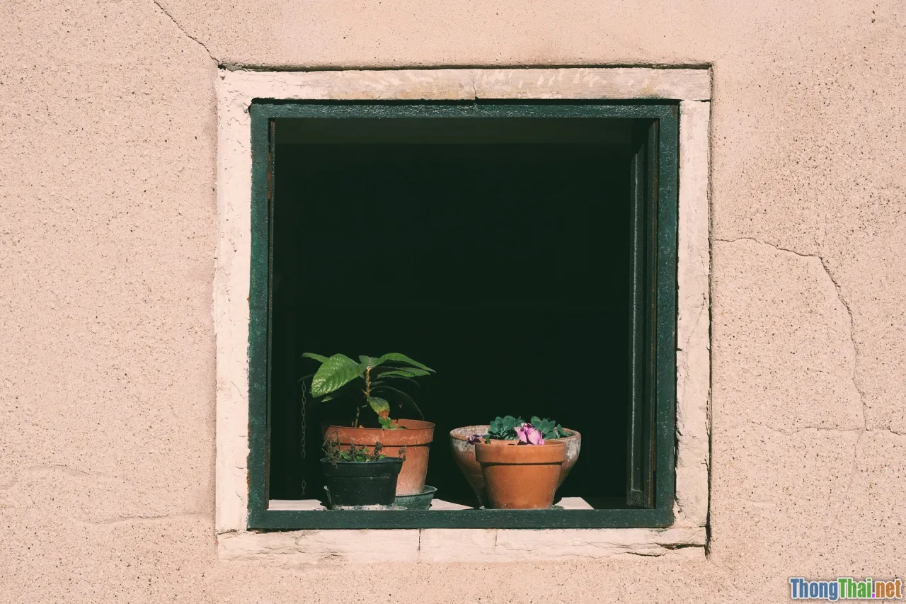 window sill plants, cactus on desk, sun exposure