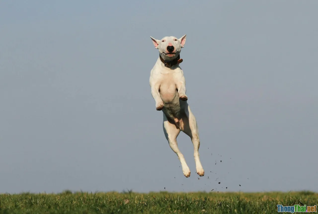agility course, dock diving, fetch