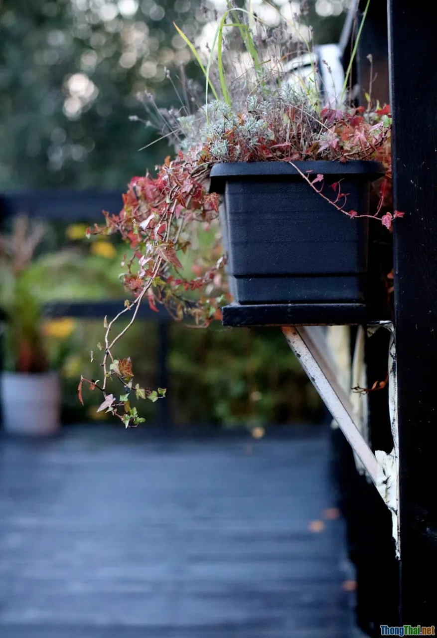balcony garden, railing planters, full sun