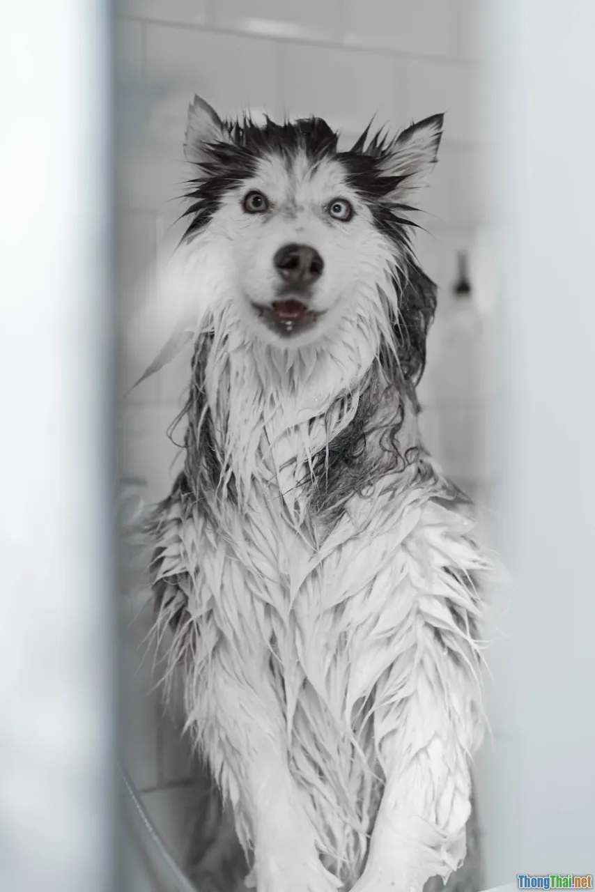 bath water, dry shampoo, pet happiness