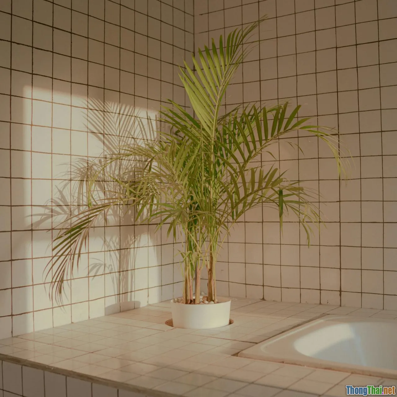bathroom plants, humidity, low light