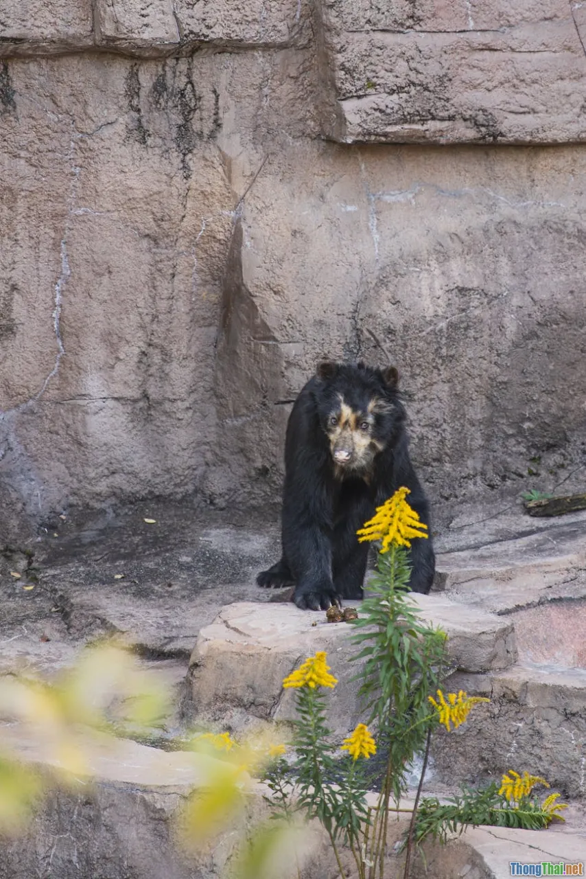bear keeper, bear rescue team, sanctuary daily life