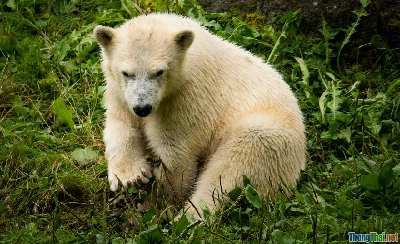 bear sanctuary, northern Vietnam