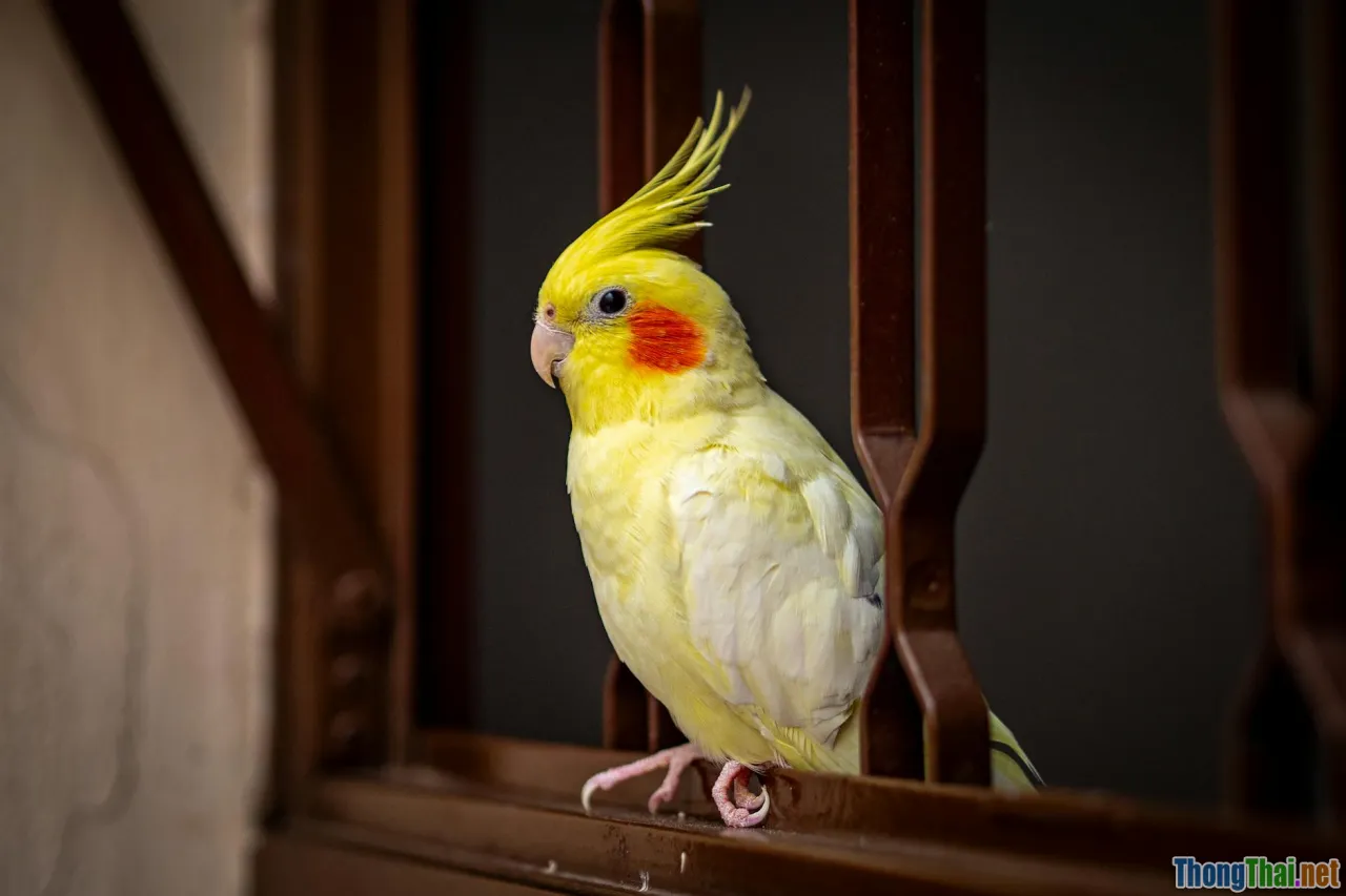beginner, bird keeping, easy pet bird