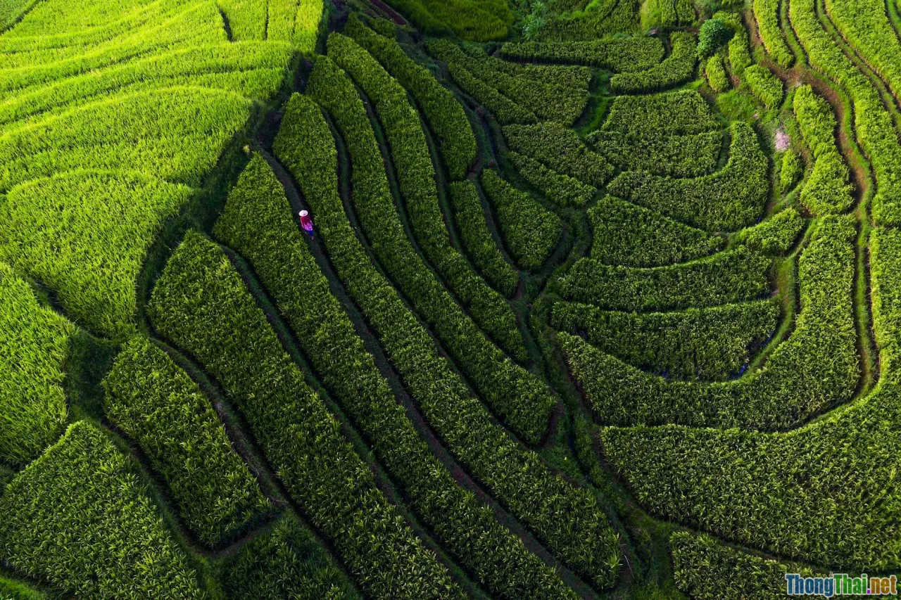 biofertilizer, microorganisms, sustainable fields