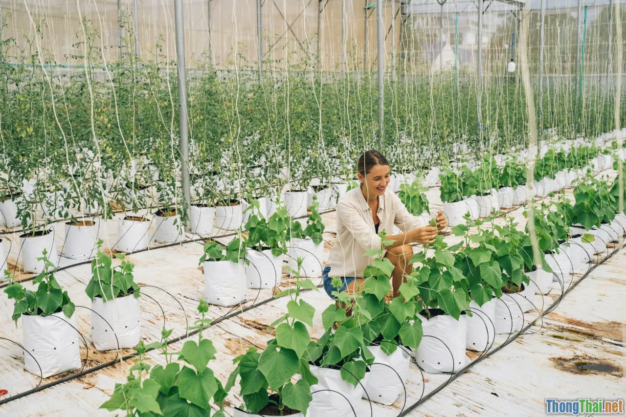 Mô hình nông nghiệp công nghệ sinh học thành công tại Việt Nam