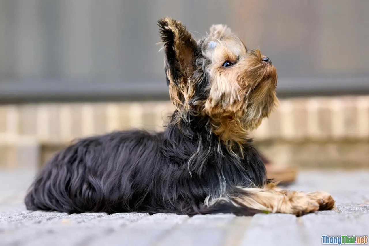 breed chart, best small dogs, condo