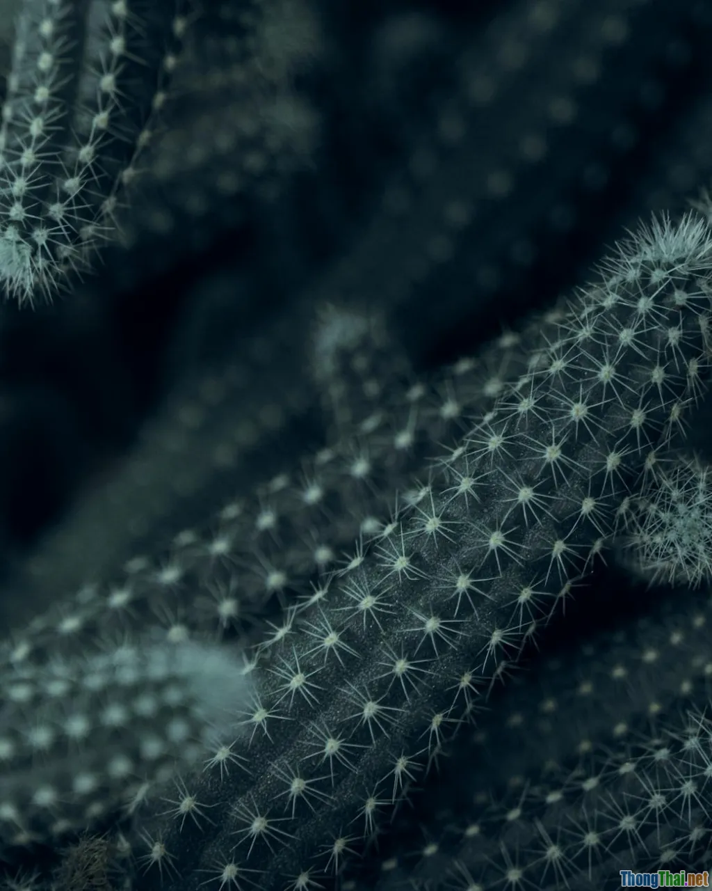 cactus anatomy, CAM metabolism, spines, desert adaptation