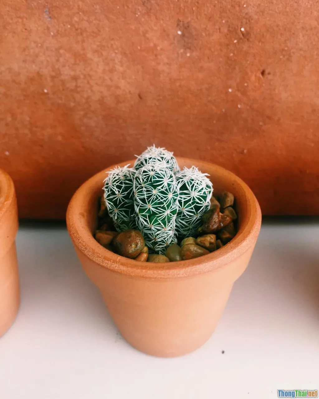 cactus soil, clay pot, soil drainage