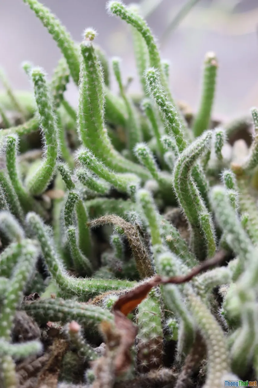 cactus types, desert, macro cactus
