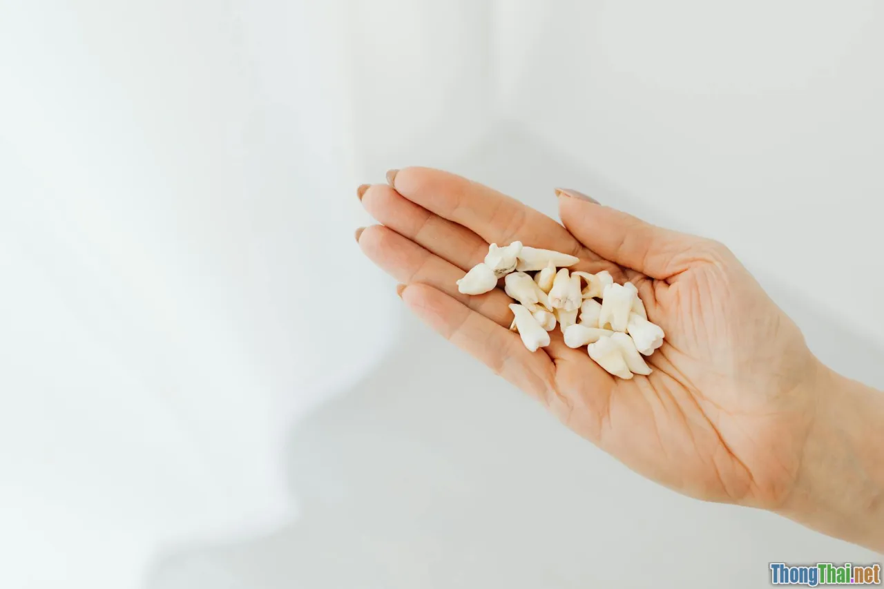 canine anatomy, feline anatomy, body comparison