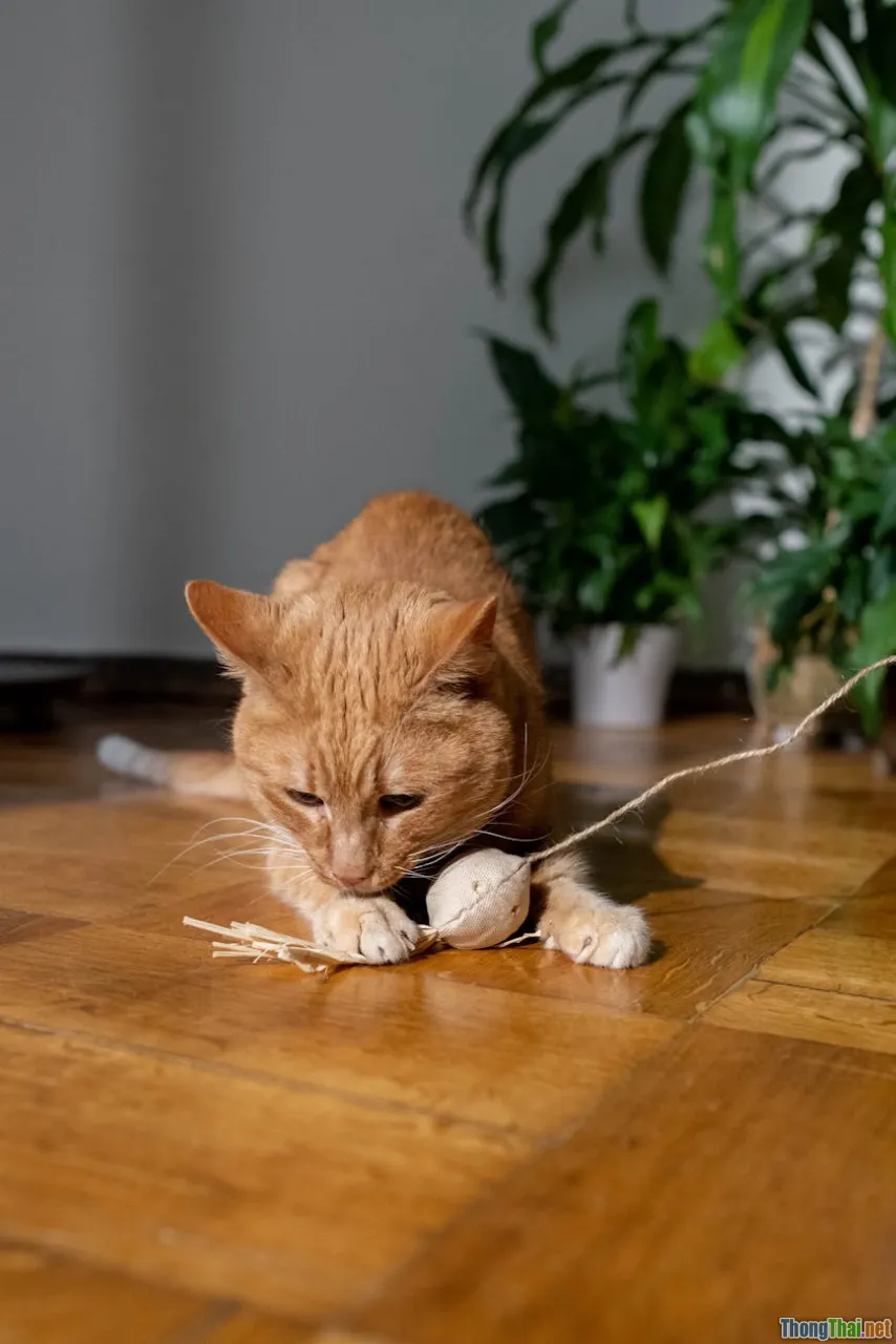 cat chaser toy, string, playful cat