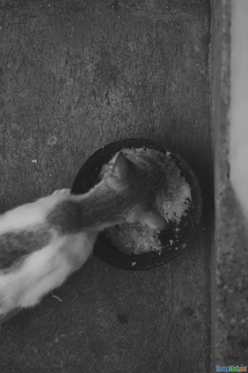 Review top 5 thực phẩm cho mèo kén ăn