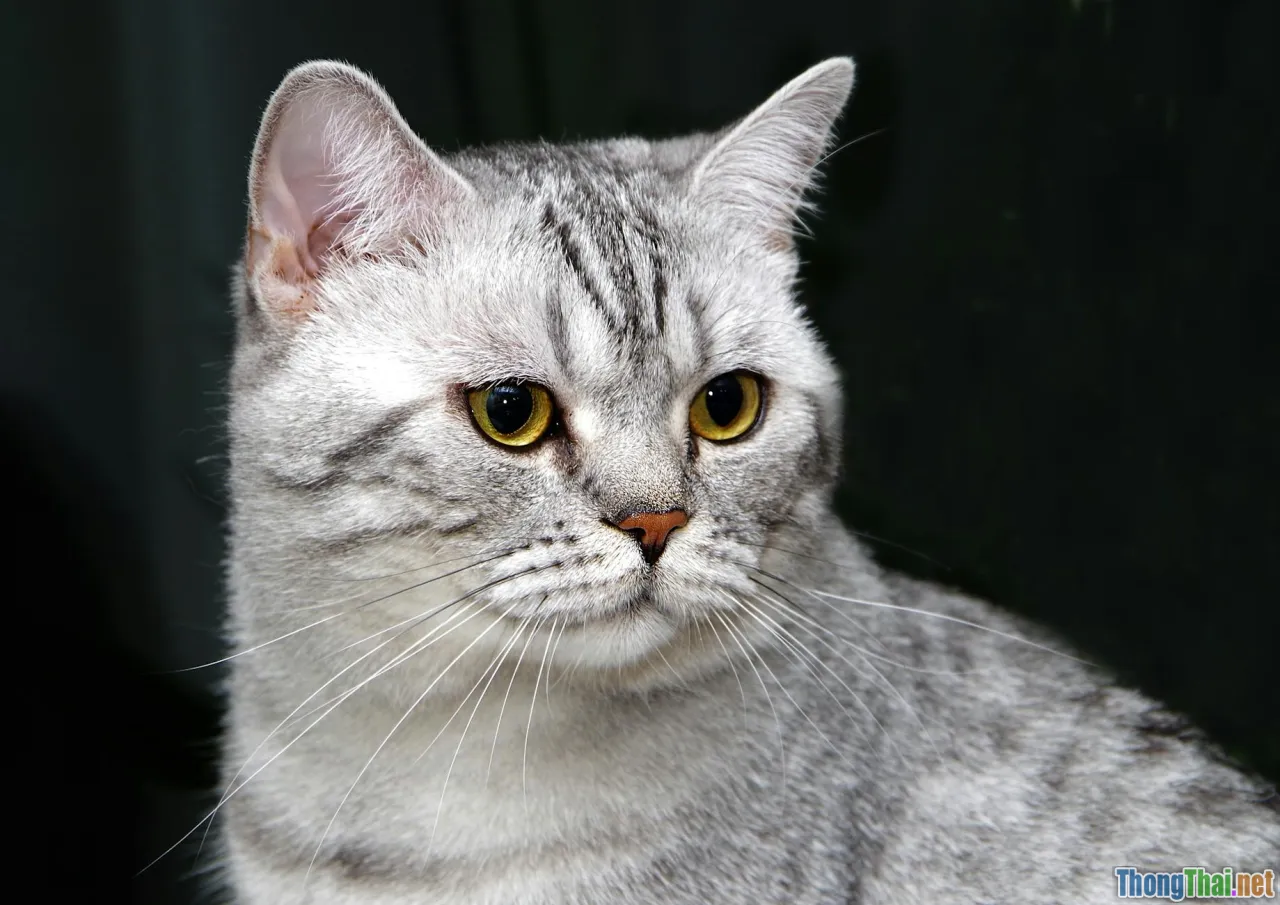 cat pedigree, british shorthair, breeder