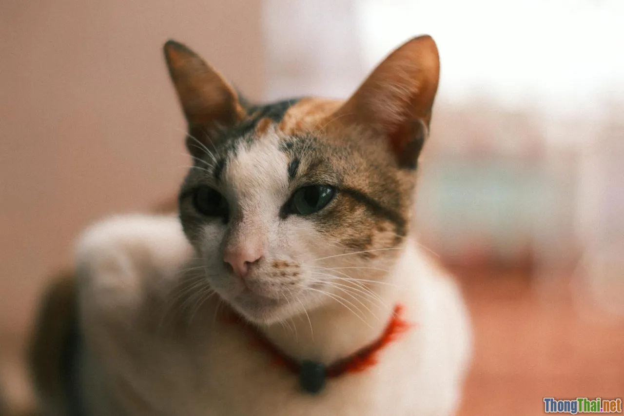 cat rabies, indoor cat, risk