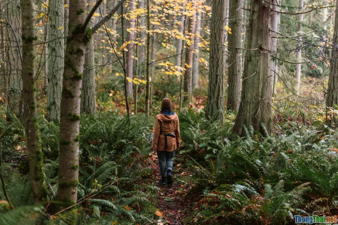 Cat Tien hiking trail, forest path, eco trekking