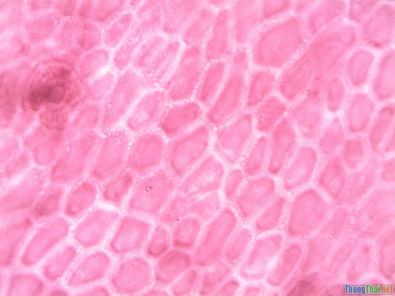 cell structure, biochemistry, organelles, membrane