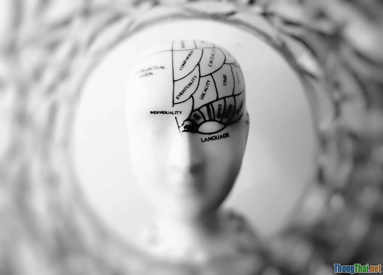 comparison, diagram, brain, contrast