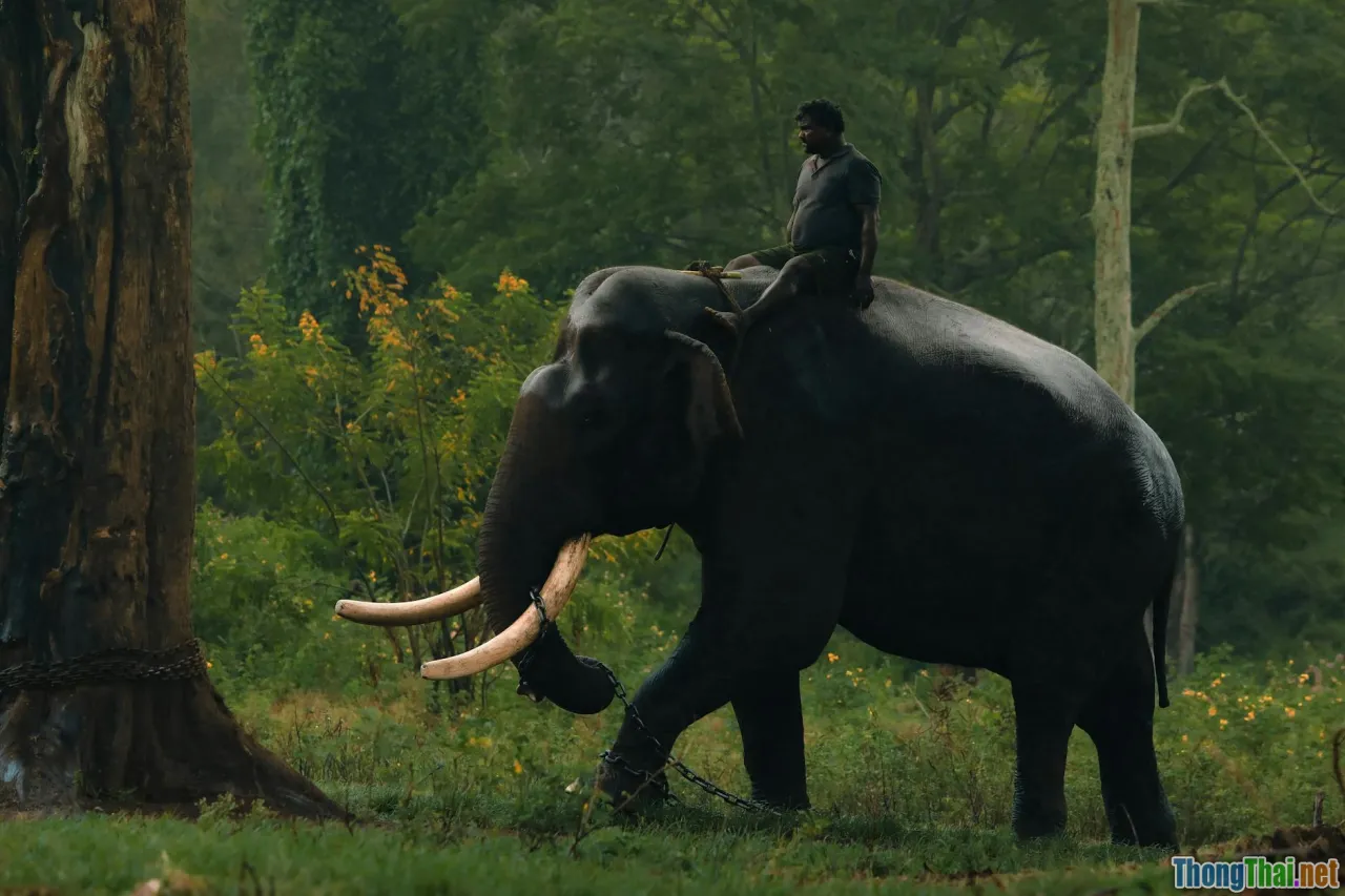 cyberattack chain, evasion, phishing, lolbins