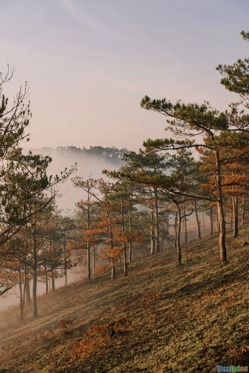 Đi Đà Lạt mùa mưa liệu có đáng trải nghiệm