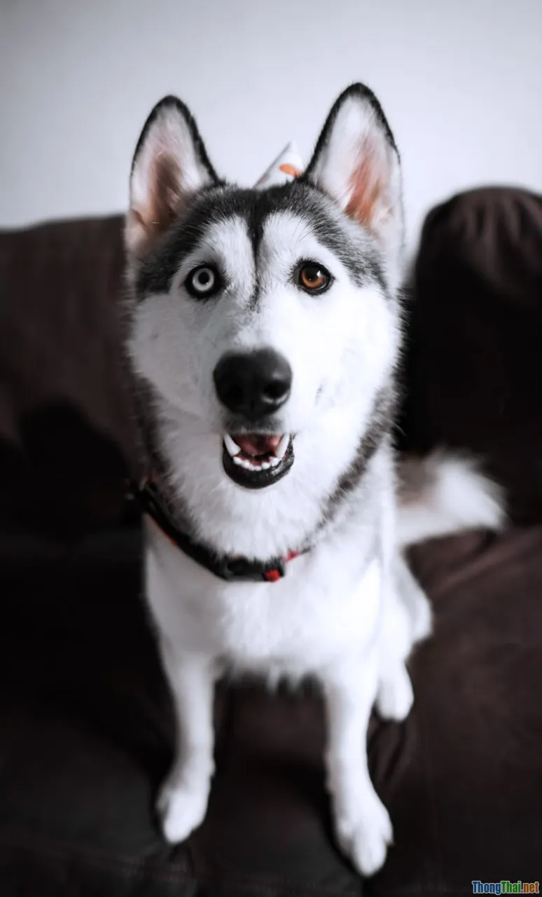 different dog breeds, dog comparison