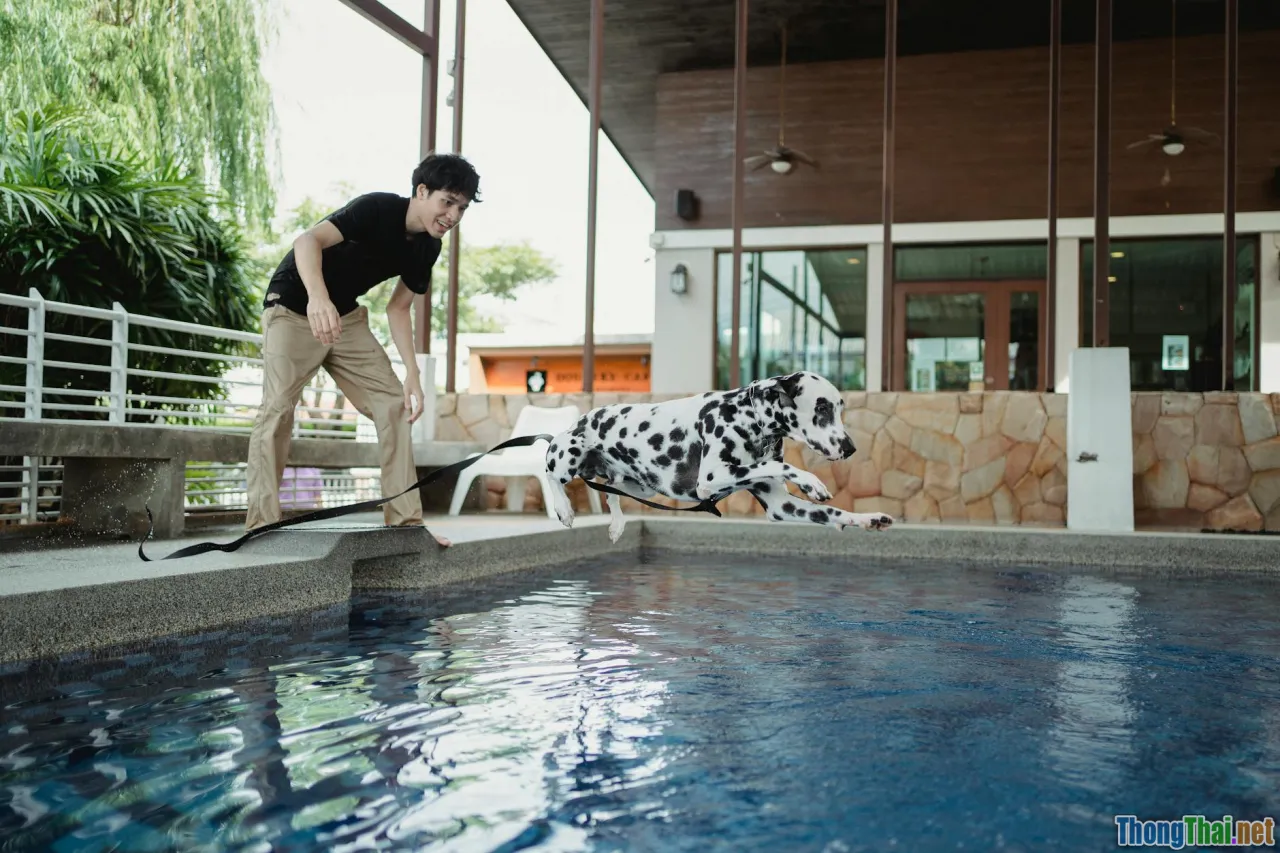 dock diving, water jump, dog pool