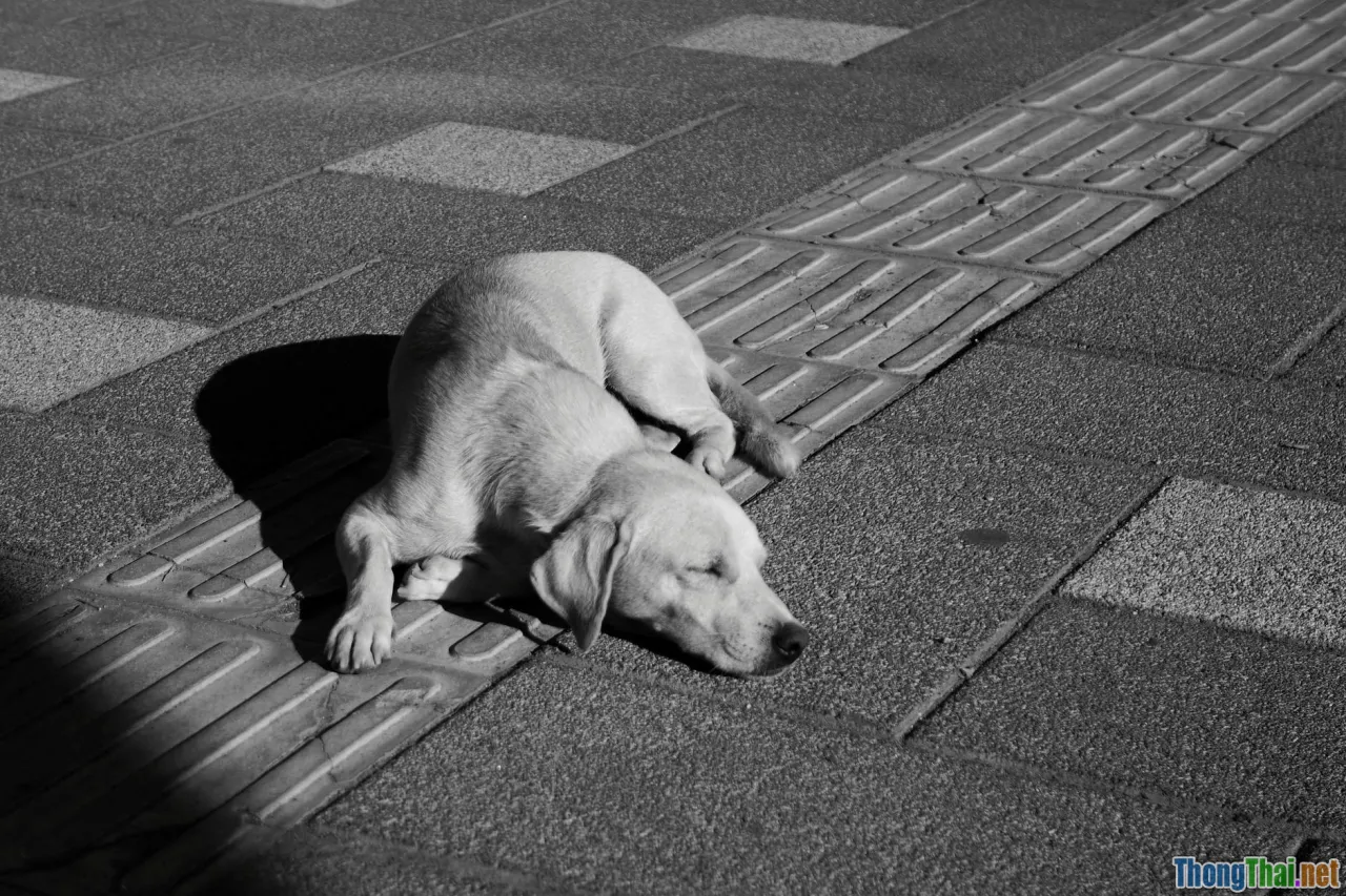 dog lump, cat tumor, pet examination