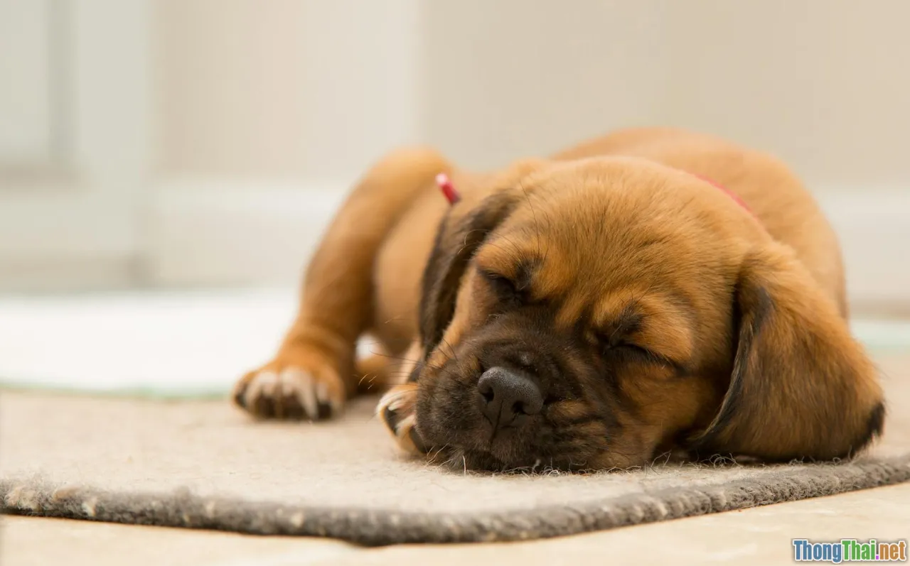 dog nutrition, restful sleep
