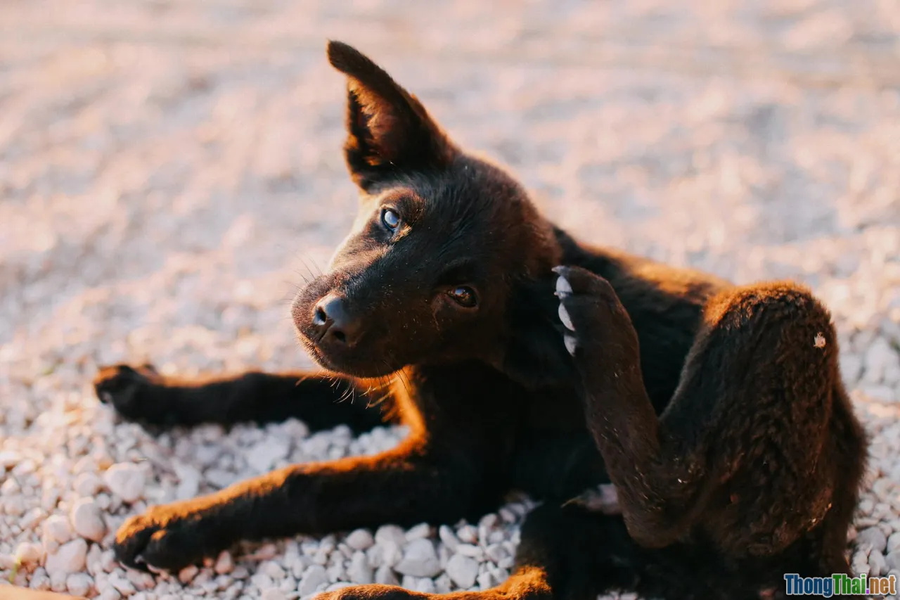 dog scratching, restlessness, tick infestation, behavior