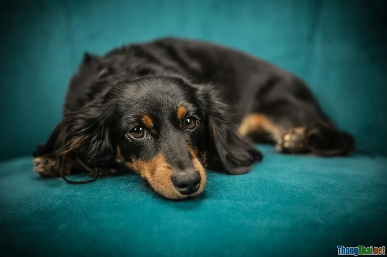 Chó cảnh nhỏ có thực sự phù hợp với nhà chung cư