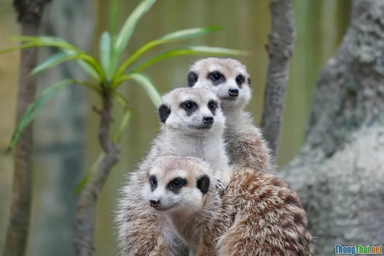 family bond, social values, teamwork