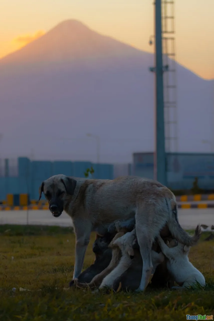 family bonding, Fansipan view, sunrise mountain