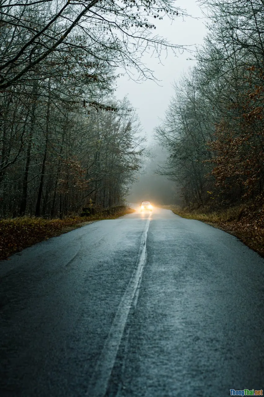 foggy forest, wet leaves, reflection