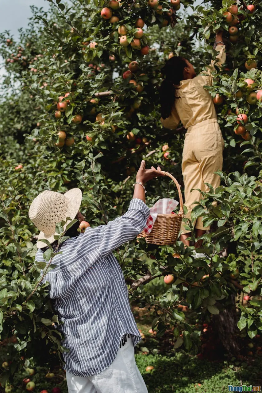 fruit orchard, pick your own, tropical fruits