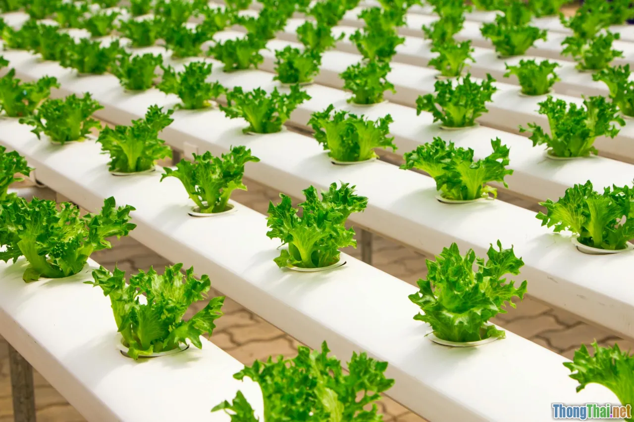 greenhouse, smart agriculture, VietGap farm