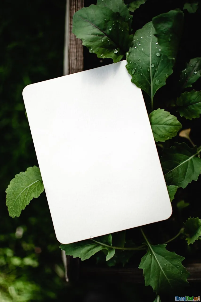 greeting card comparison, eco design