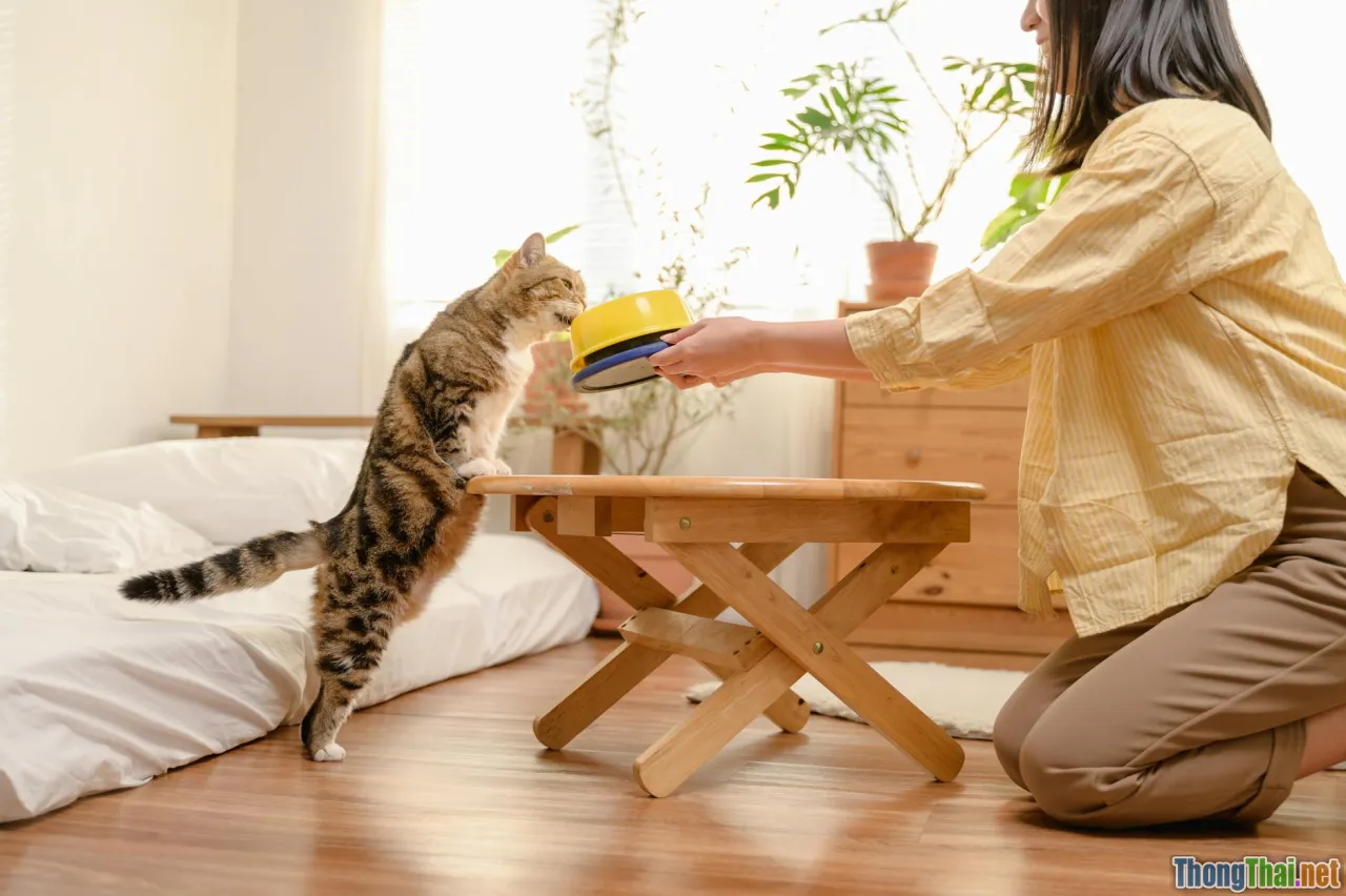 happy cat, feeding, petting, cat owner