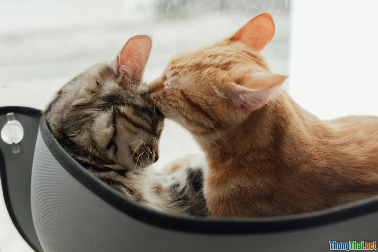 happy family with cats, cat center of home