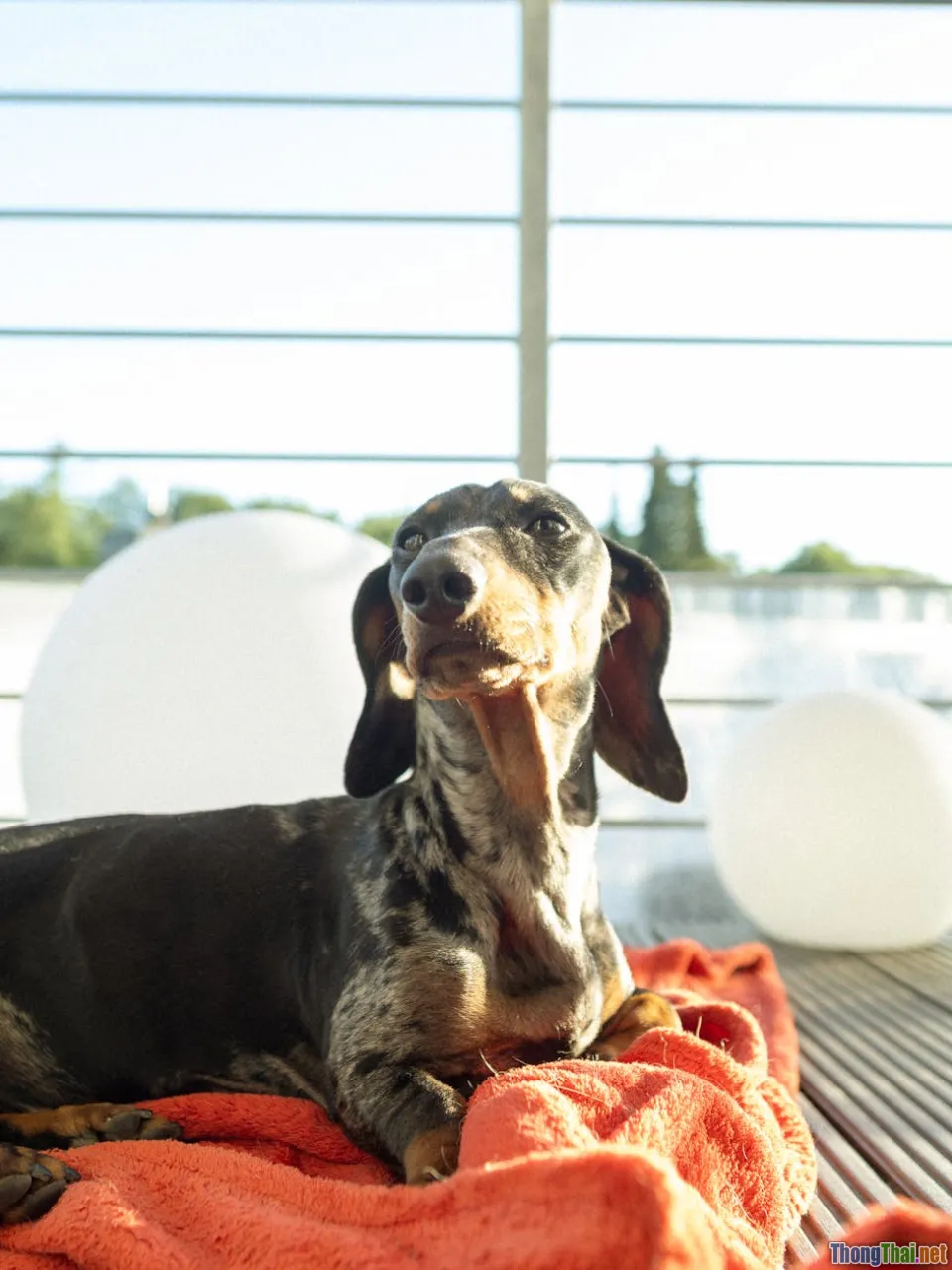 happy pet on balcony, pet sunbathing