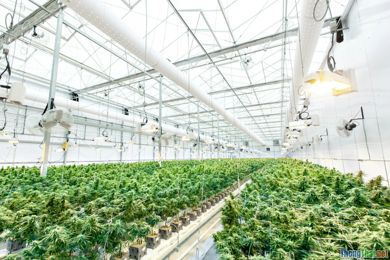 hydroponic consultant, plant doctor