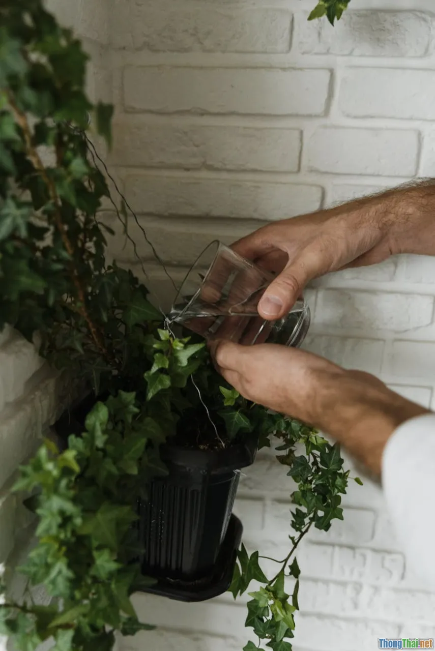 Cách nhận biết cây thủy canh gặp bệnh và xử lý nhanh