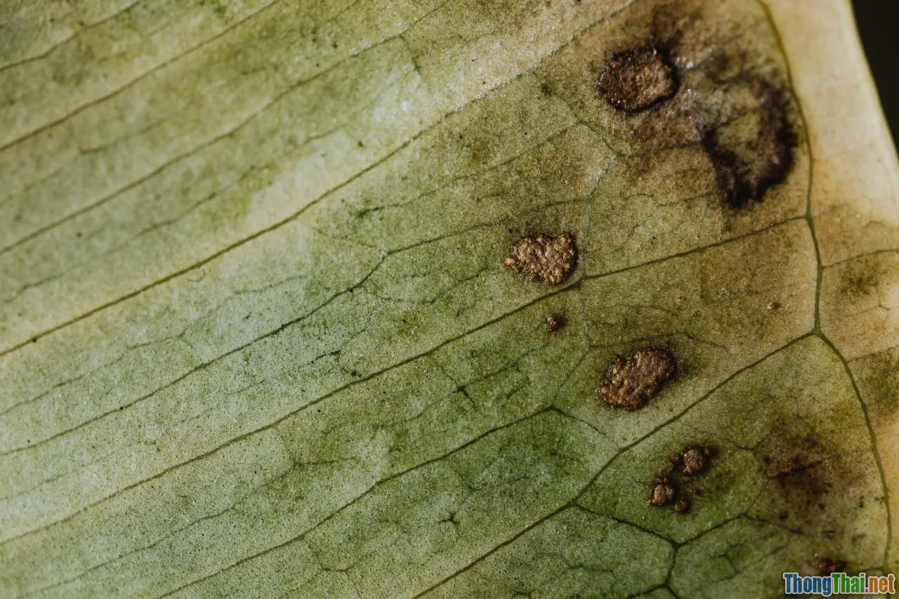 hydroponics disease, plant pathology